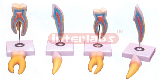 CLASSIC TOOTH MODEL SERIES